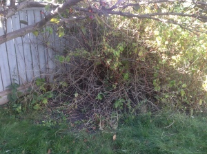 One of the neglected shrubs